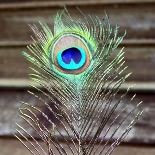 10pk 60cm Peacock Eye Tail Feathers